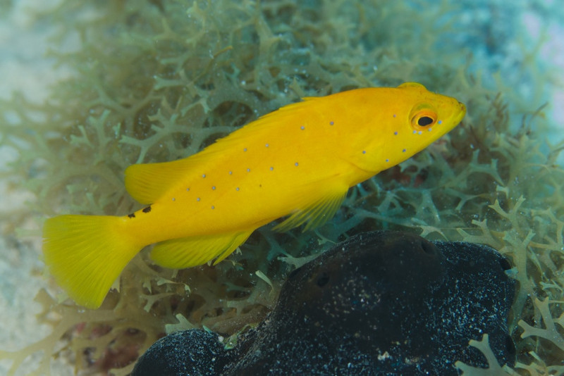 1_yellow_fish_194