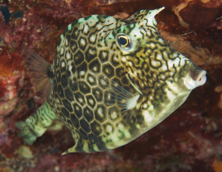 Honeycomb_cowfish_089