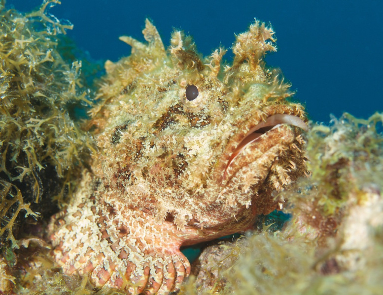 Scorpionfish_066