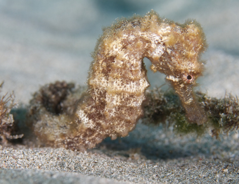 Seahorse_it_087