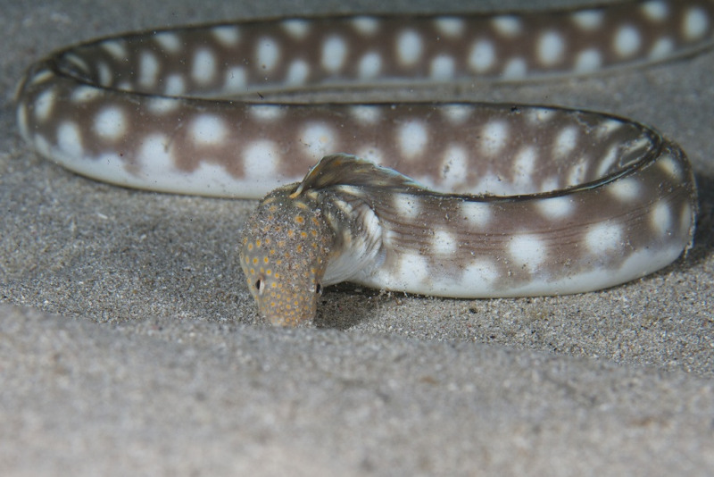 Sharp_Tail_snake_085