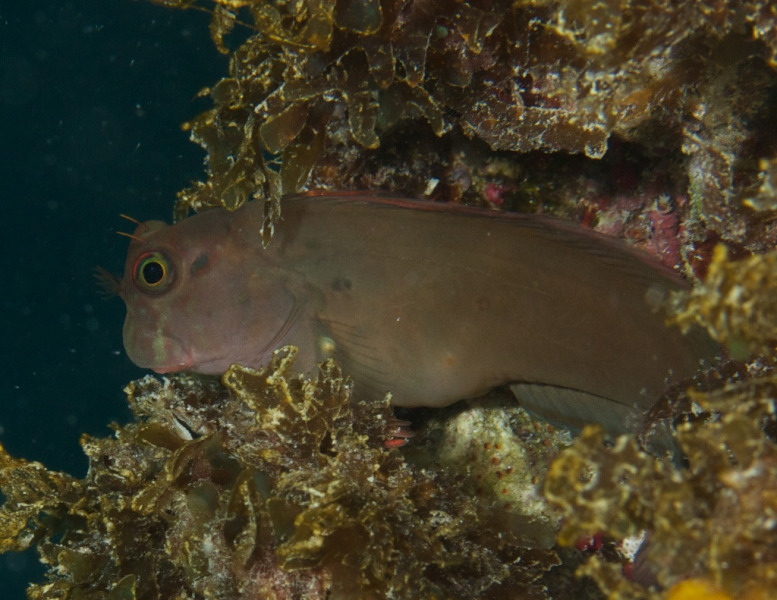 blenny_ID_1_152