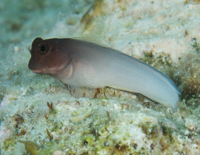 blenny_ID_2_153