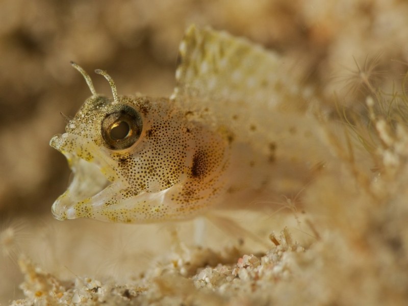 eating_blenny_048