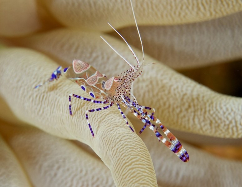 good_purple_shrimp_097