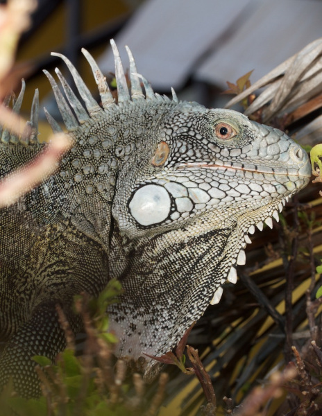 iguana_head_172