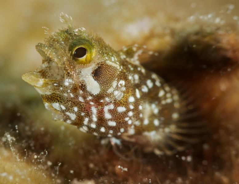 open_mouth_secretary_blenny_052