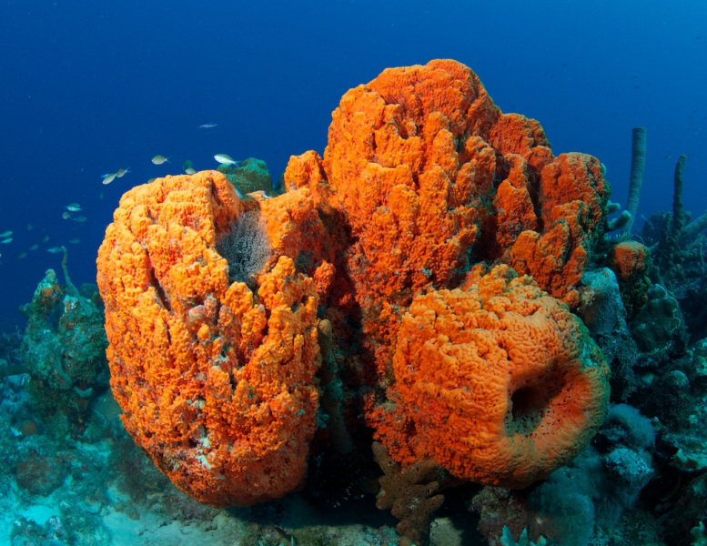 orange_coral_167