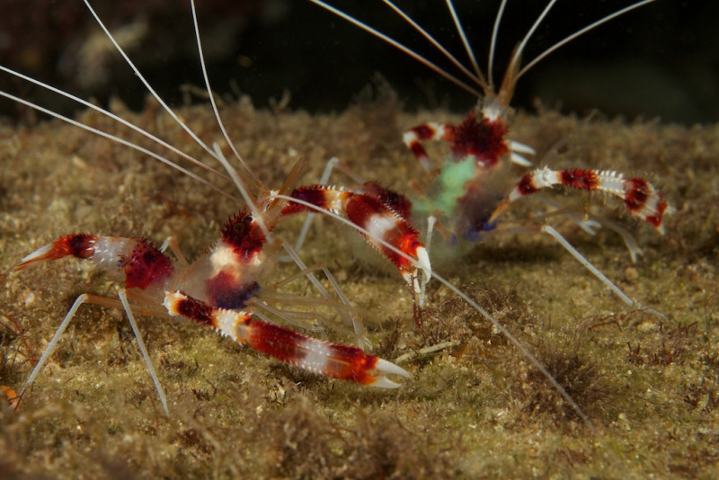 red_bar_shrimp_080