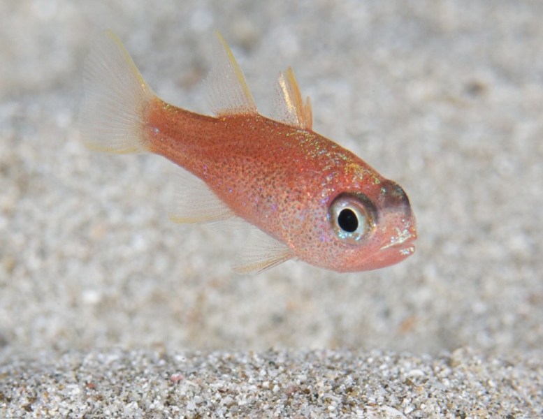 red_fish_061