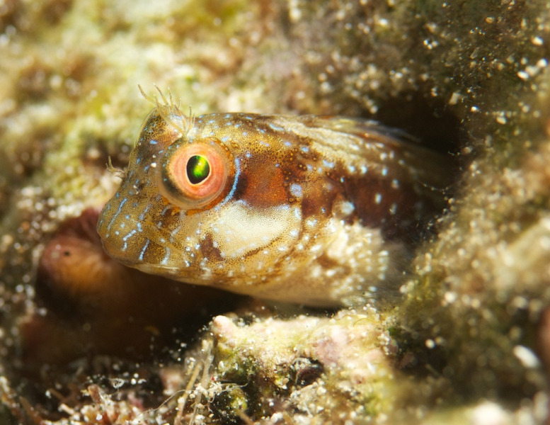 saddleback_blenny_056