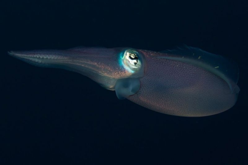 squid_2_175