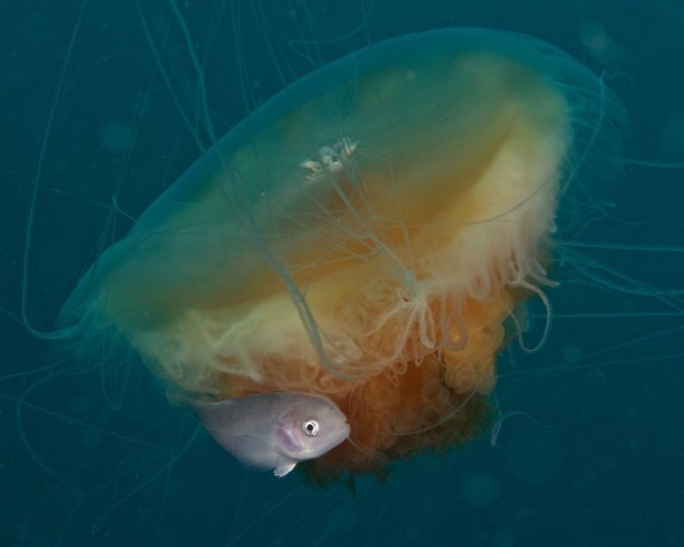 2_jelly_fish