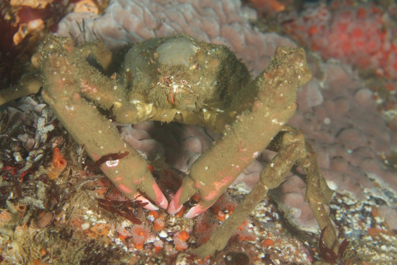 crab_1