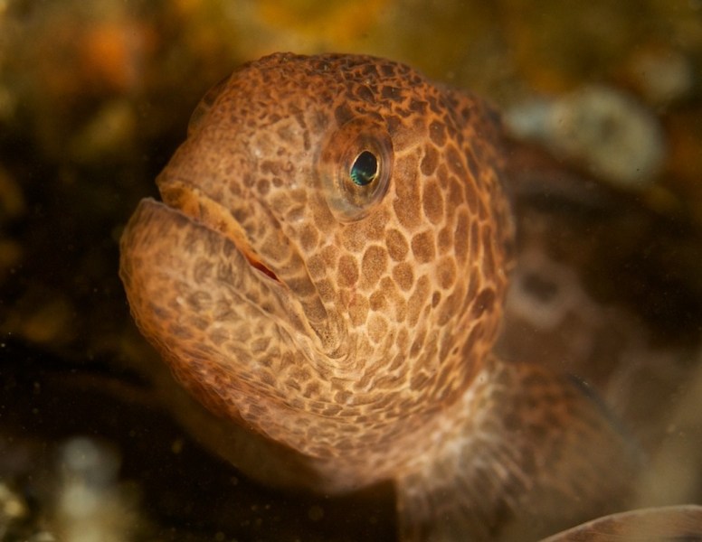 Juve_wolf_eel_closeup