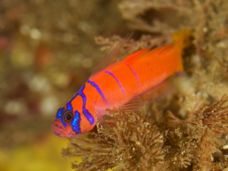 barred_goby_1