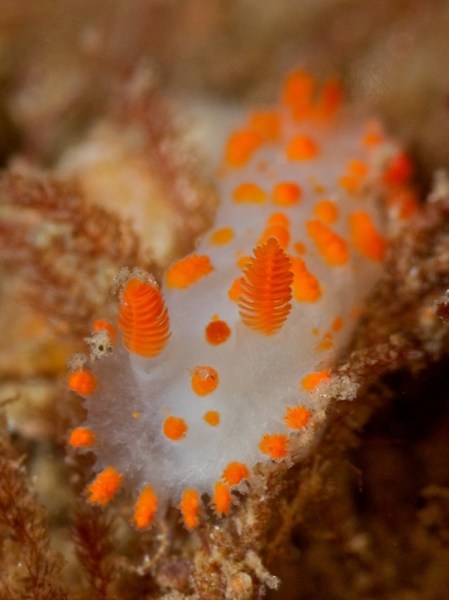 c15-nudi_1_202