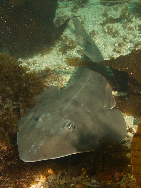 c18-Guitar_shark_front