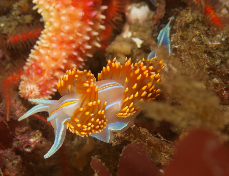 c52-nudi_6