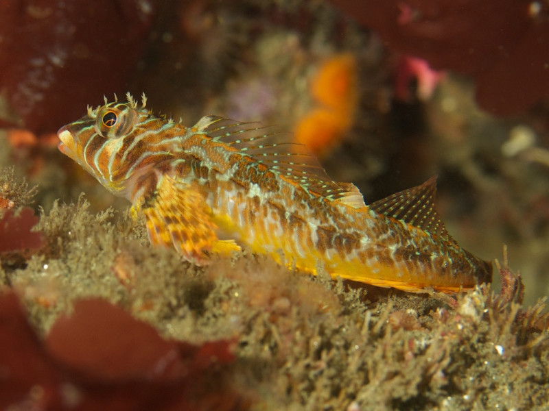 c55-longfin_sculpin