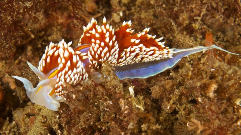 c63-Nudi_2