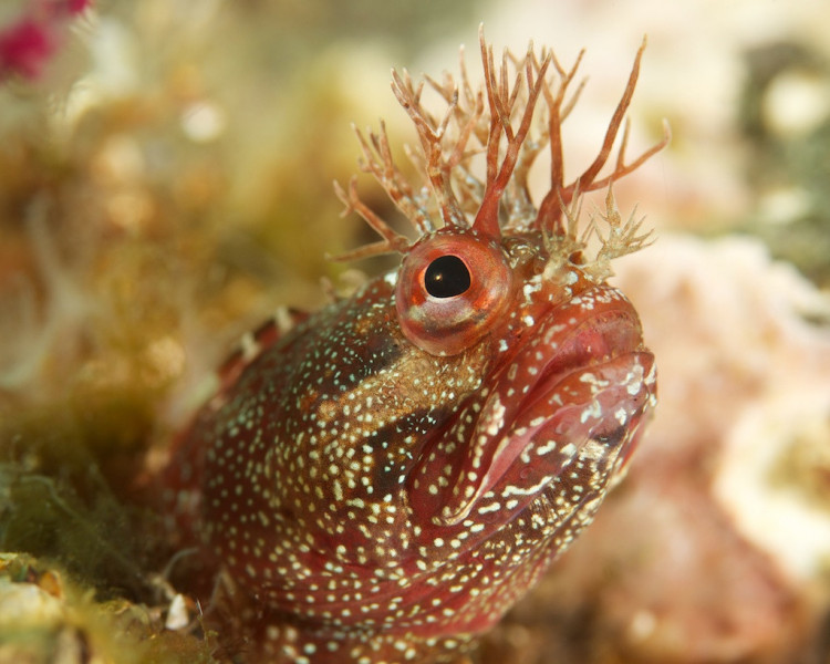 c74-one_spot_fringehead_close_2