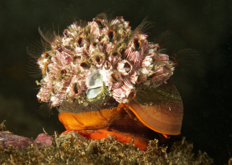 c99-Moon_Snail_with_Barnacles