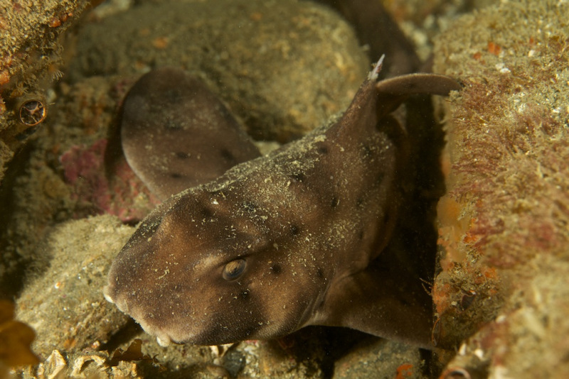 horn_shark