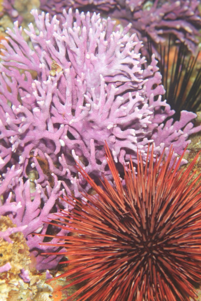 hydrocoral_and_urchin