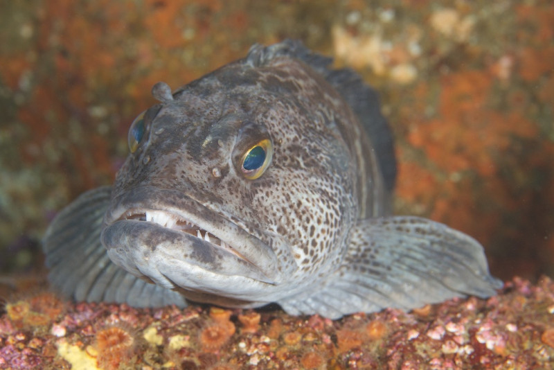 lingcod