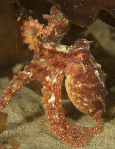 octopus_climbing_kelp