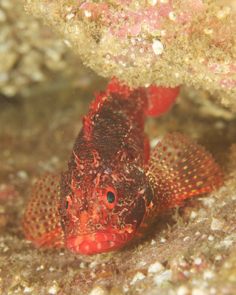 scorpionfish_3