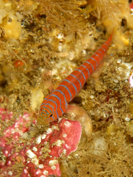 zebra_goby_1