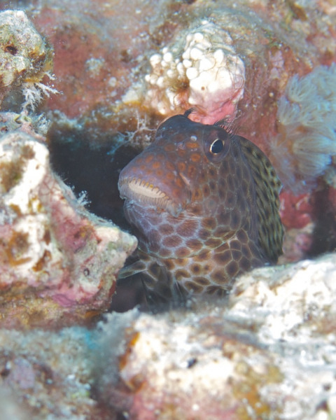 Blenny