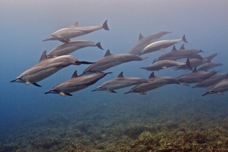 Dolphins