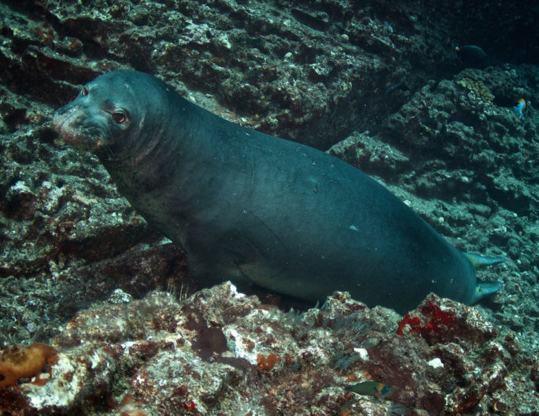 Monk_Seal