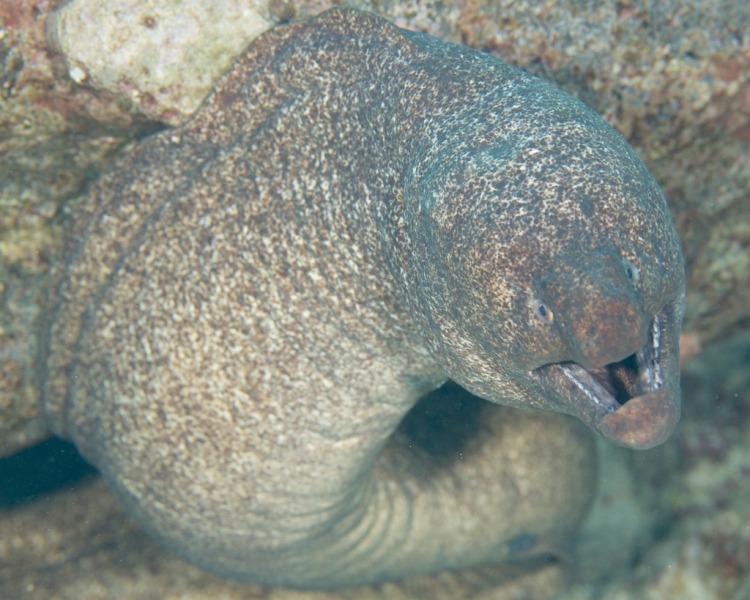 Moray