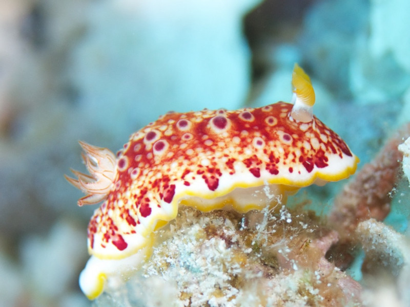 Red_Spot_Nudi