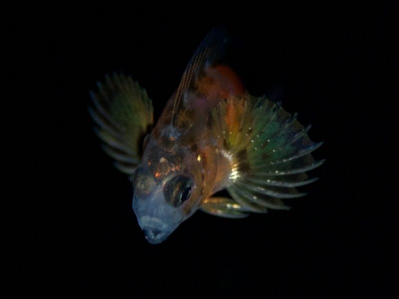 blenny_larve