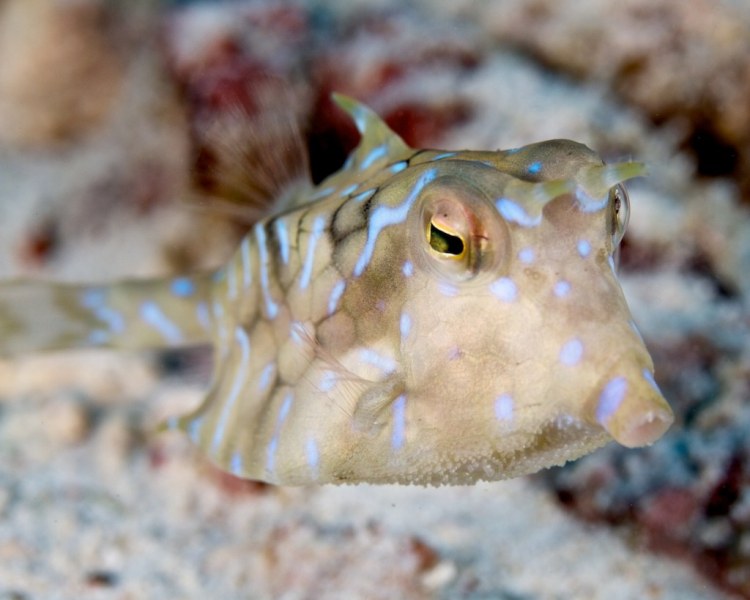 cowfish