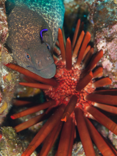 eel_cleaning_station