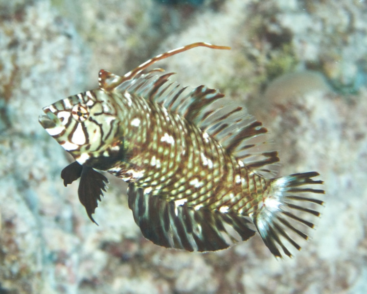 juve_rockmover_wrasse