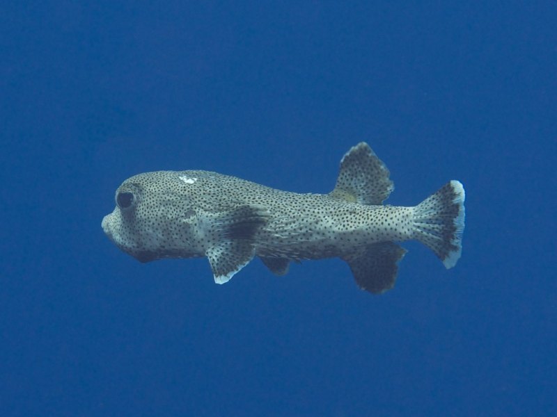 porcupinefish