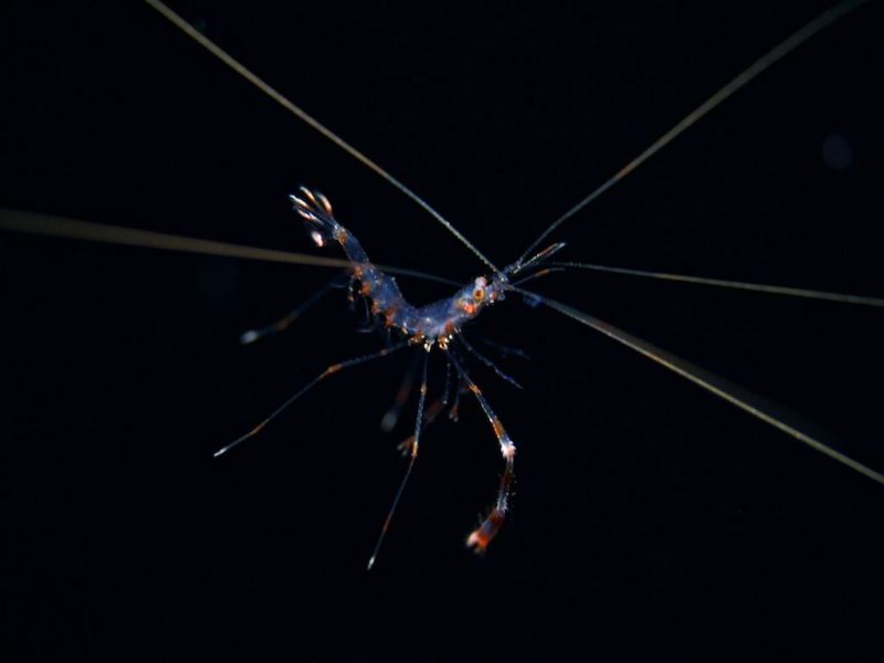 red_banded_shrimp