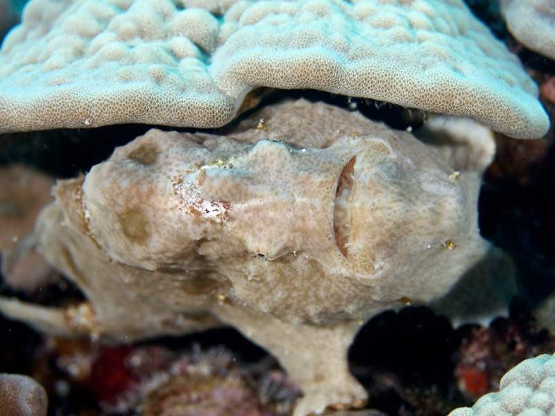 sideways_frogfish