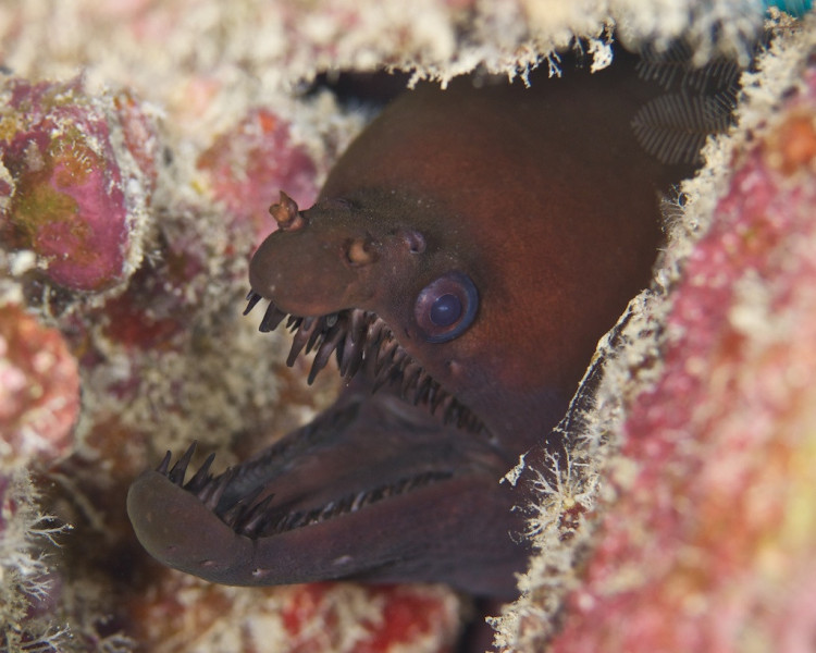 viper_moray_upclose