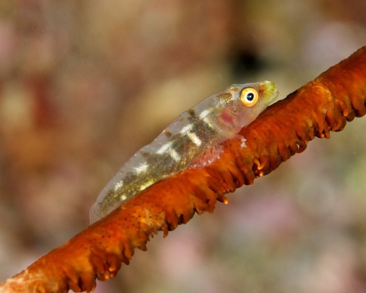 whip_coral_goby