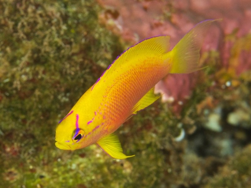 yellow_longfin_anthias