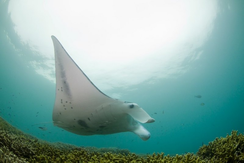 IMG_2829__7-20manta