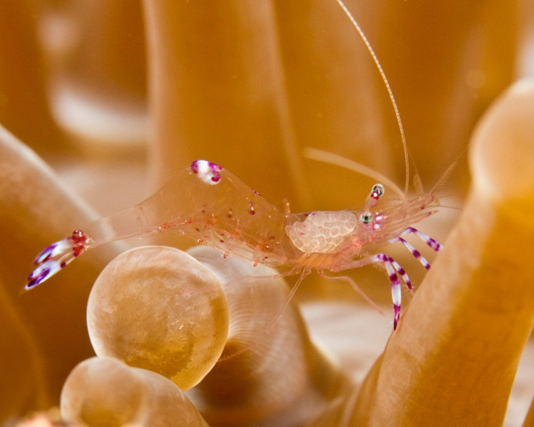 IMG_3916__7-26clr_shrimp